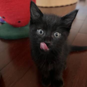 Nori -  Domestic Short Hair Cat for Adoption in Madison, Wisconsin - Nori | PetCurious
