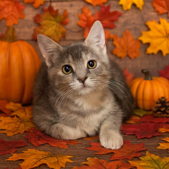 Rescue Domestic Short Hair Cats for Adoption in Fredericksburg, Virginia - Mitzi | PetCurious