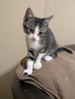 Bridget -  Domestic Short Hair Cat for Adoption in Park Row, Texas - Bridget | PetCurious