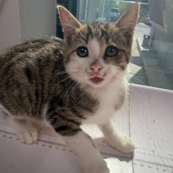 Matty -  Domestic Short Hair Cat for Adoption in Columbiana, Alabama - Matty | PetCurious