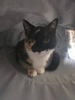 Calico Cats Available for Adoption - Frannie - Precious Little Calico! | PetCurious