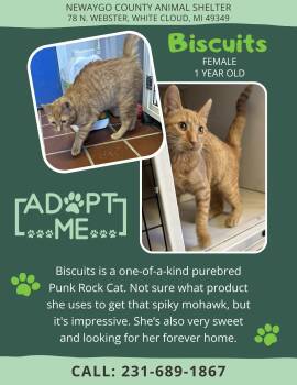 Rescue Domestic Short Hair Cats for Adoption in White Cloud, Michigan - Biscuits | PetCurious