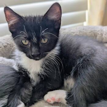 Twinkle -  Domestic Short Hair Cat for Adoption in Blackfoot, Idaho - Twinkle | PetCurious