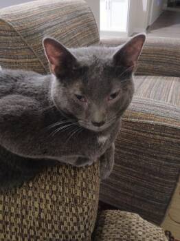 Boots -  Domestic Short Hair Cat Available for Adoption in Papillion, Nebraska - Boots | PetCurious