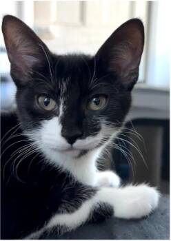 Lochness -  Domestic Short Hair Cat for Adoption in Beacon, New York - Lochness | PetCurious