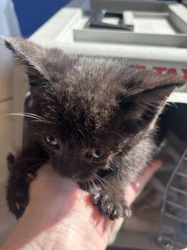 Dilly Bar -  Domestic Short Hair Cat for Adoption in Bloomington, Indiana - Dilly Bar | PetCurious