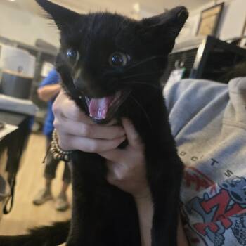 Rescue Domestic Short Hair Cats for Adoption in Hanna City, Illinois - Mischief | PetCurious