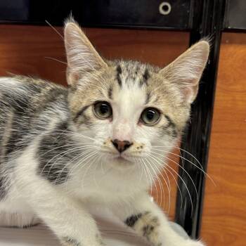 Paws -  Domestic Short Hair Cat for Adoption in Sonora, California - Paws | PetCurious
