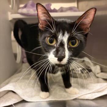Belle -  Domestic Short Hair Cat for Adoption in Council Bluffs, Iowa - Belle | PetCurious