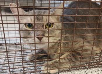 CHOP -  Domestic Short Hair Cat for Adoption in Houston, Texas - CHOP | PetCurious