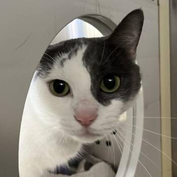 Love Island -  Domestic Short Hair Cat for Adoption in Baltimore, Maryland - Love Island | PetCurious