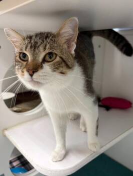 Earl -  Domestic Short Hair Cat for Adoption in Rochester, Indiana - Earl | PetCurious