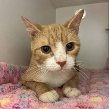 Sugar -  Domestic Short Hair Cat for Adoption in Phoenixville, Pennsylvania - Sugar | PetCurious