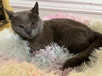 Cinder -  Domestic Short Hair Cat Available for Adoption in Virginia Beach, Virginia - Cinder | PetCurious