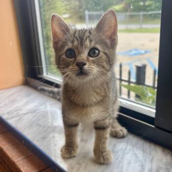 Annie -  Domestic Short Hair Cat for Adoption in Waynesburg, Pennsylvania - Annie | PetCurious