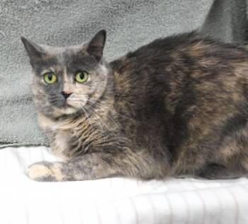 Tuffy -  Domestic Short Hair Cat for Adoption in Thief River Falls, Minnesota - Tuffy | PetCurious