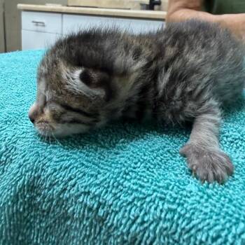 Snowball -  Domestic Short Hair Cat for Adoption in Madisonville, Kentucky - Snowball | PetCurious