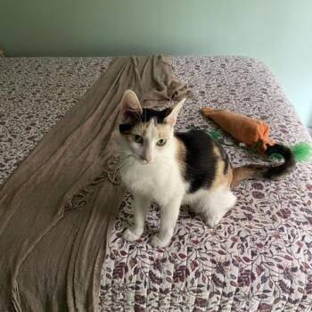 Kacie C12086 -  Domestic Short Hair Cat for Adoption - Kacie C12086 | PetCurious