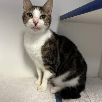 Rescue Domestic Short Hair Cats for Adoption in Weldon, Illinois - Poboy | PetCurious