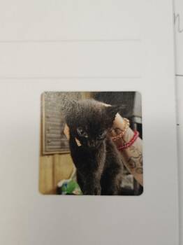 Domestic Short Hair Cats Available for Adoption in Republic, Missouri - Sangay | PetCurious