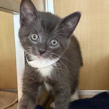 Domestic Short Hair Cats Available for Adoption in Chesapeake, Virginia - Dr. Abbot (Orange) | PetCurious