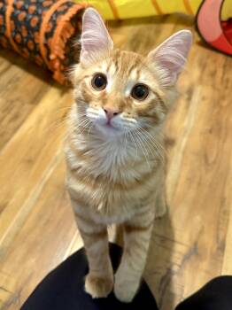 George -  Domestic Medium Hair Cat for Adoption in Fairfax Station, Virginia - George | PetCurious