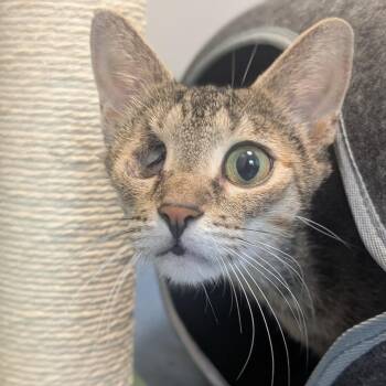 Bear -  Domestic Short Hair Cat for Adoption in Watertown, New York - Bear | PetCurious