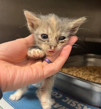 Rescue Tabby Cats for Adoption in Nacogdoches, Texas - Barrel | PetCurious