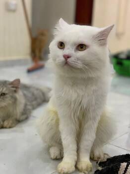 Rescue Turkish Angora Cats for Adoption in Brampton, Ontario - Snowy C | PetCurious