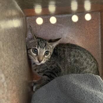 Ray -  Domestic Short Hair Cat for Adoption in Pasadena, California - Ray | PetCurious