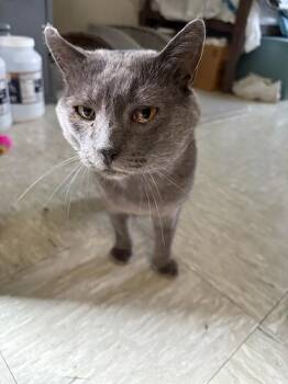 Nikolai -  Domestic Short Hair and Russian Blue Cat for Adoption in Rochester, Washington - Nikolai | PetCurious