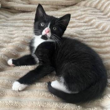 Mandy -  Domestic Short Hair Cat for Adoption in East Montpelier, Vermont - Mandy | PetCurious