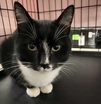 Rescue Domestic Short Hair Cats for Adoption in Byron Center, Michigan - Billy Ray | PetCurious