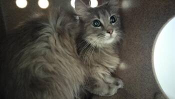 DIAMOND -  Domestic Long Hair Cat for Adoption in Pueblo, Colorado - DIAMOND | PetCurious