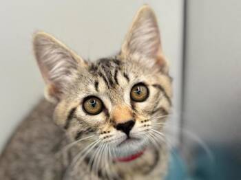 Ginger -  Domestic Short Hair Cat for Adoption in Portland, Oregon - Ginger | PetCurious