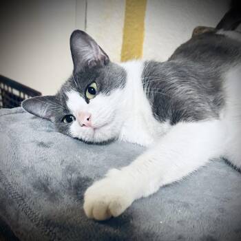 Rescue Domestic Short Hair Cats for Adoption in Fort Worth, Texas - Jada | PetCurious