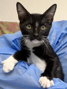 Reid -  Domestic Short Hair Cat for Adoption in San Antonio, Texas - Reid | PetCurious