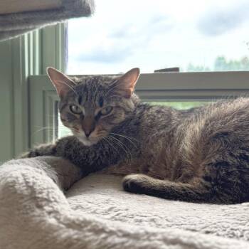 Sunny -  American Bobtail Cat for Adoption - Sunny | PetCurious