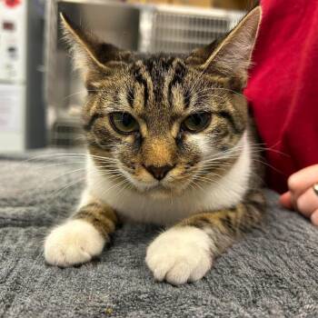 Chili -  Domestic Short Hair Cat for Adoption in Martinsville, Virginia - Chili | PetCurious
