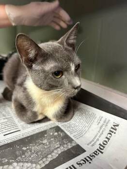 CAPTAIN TOE BEANS -  Domestic Short Hair Cat for Adoption in Jacksonville, Florida - CAPTAIN TOE BEANS | PetCurious