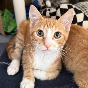 Brioche -  Domestic Short Hair Cat for Adoption in Oconto, Wisconsin - Brioche | PetCurious