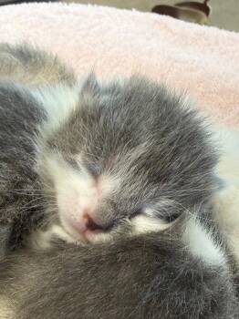 Domestic Short Hair Cats Available for Adoption in Williamsburg, Iowa - Flora (Available 5/29/26) | PetCurious