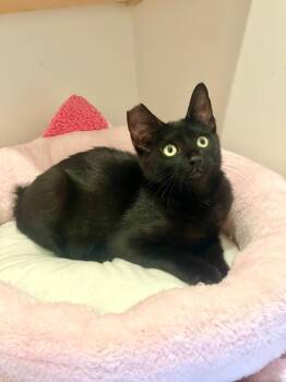Zara -  Domestic Short Hair Cat for Adoption in Oakland, California - Zara | PetCurious