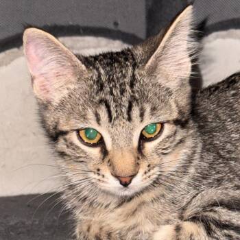 Abby The Tabby -  Domestic Short Hair Cat for Adoption in Layton, Utah - Abby The Tabby | PetCurious