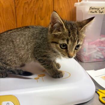Rescue American Shorthair Cats for Adoption in Greenfield, Indiana - Crackle | PetCurious