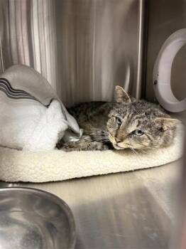 Domestic Short Hair Cats Available for Adoption in West Chester, Pennsylvania - Haru | PetCurious