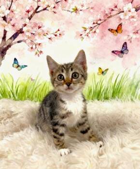 Tabby Cats Available for Adoption in Tehachapi, California - Zebra | PetCurious