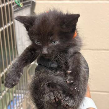 Vorhees- Orange -  Domestic Short Hair Cat for Adoption in Winston-salem, North Carolina - Vorhees- Orange | PetCurious