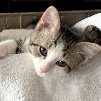 Avalanche -  Domestic Short Hair Cat for Adoption in Des Moines, Iowa - Avalanche | PetCurious