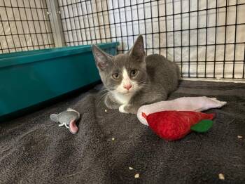 Sichuan -  Domestic Short Hair Cat for Adoption in Raleigh, North Carolina - Sichuan | PetCurious